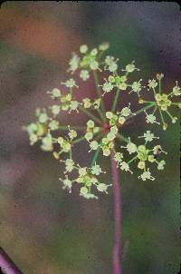 Tiedemannia filiformis image