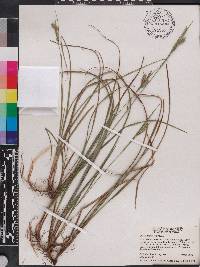 Carex dasycarpa image