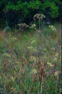 Tiedemannia filiformis subsp. filiformis image