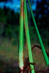 Tiedemannia filiformis image