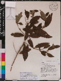 Miconia barahonensis image