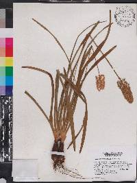 Amianthium muscitoxicum image