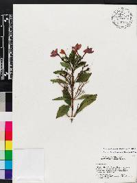 Image of Pseuderanthemum laxiflorum