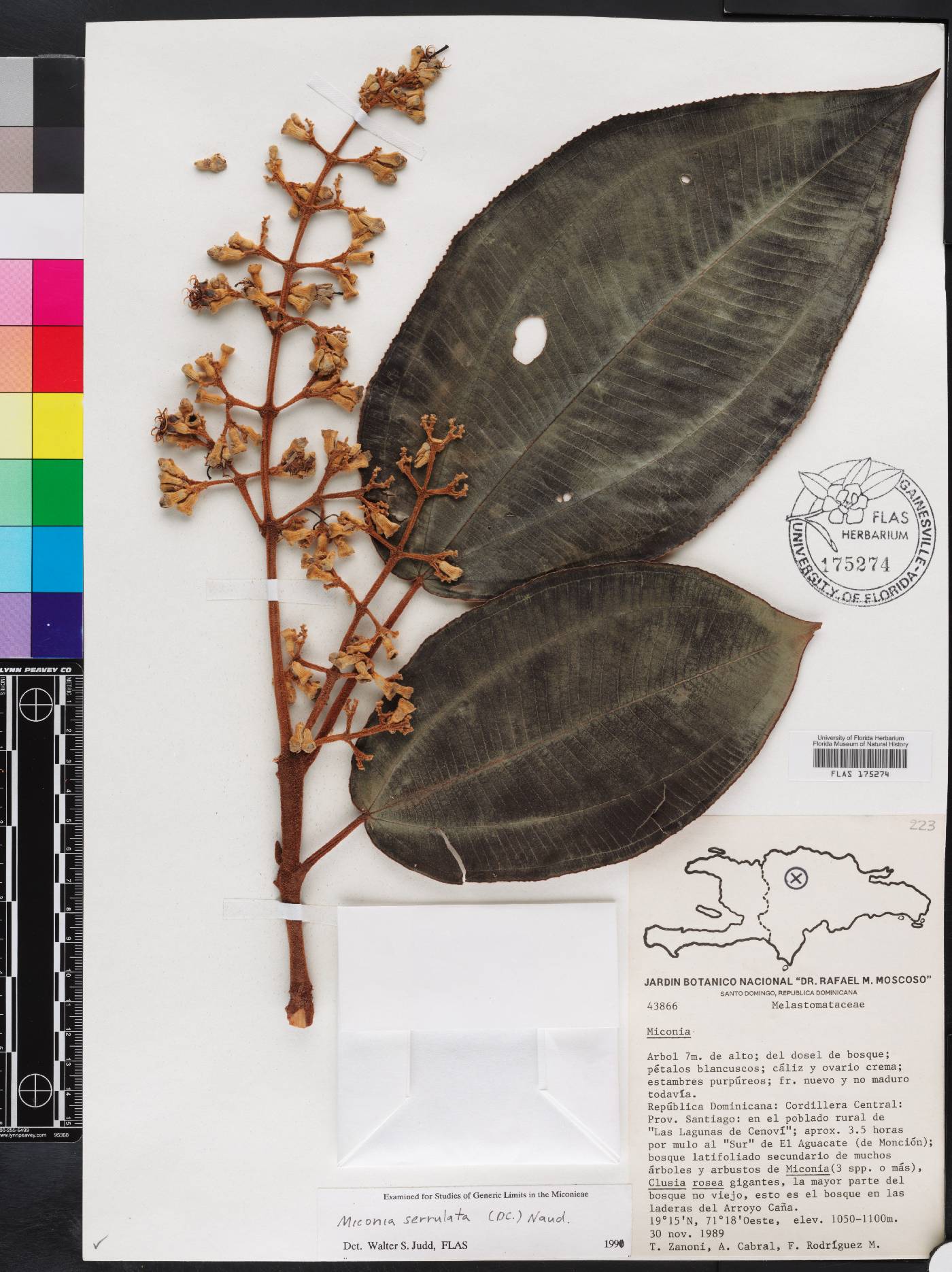 Miconia serrulata image