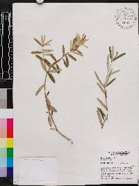 Croton linearis image