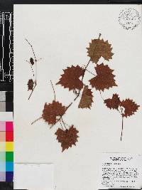 Vitis rotundifolia image