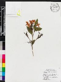 Pseuderanthemum laxiflorum image