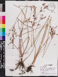 Juncus elliottii image