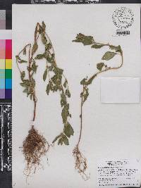 Cuphea carthagenensis image