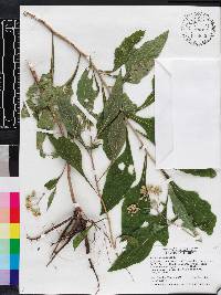 Verbesina virginica image