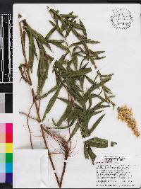 Solidago leavenworthii image