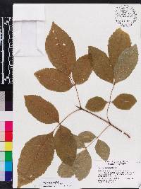 Fraxinus caroliniana image