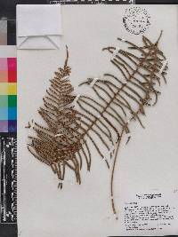 Pteris longifolia image