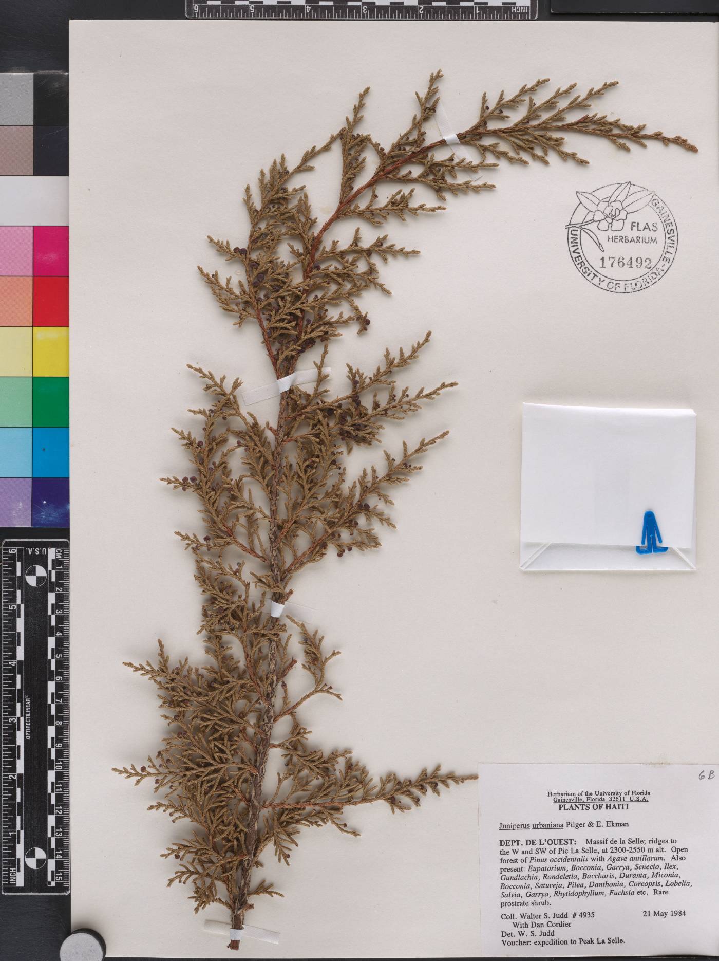 Juniperus gracilior var. urbaniana image