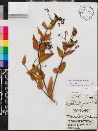 Miconia crotonifolia image