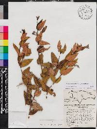 Miconia crotonifolia image