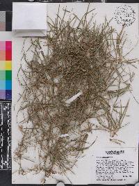 Chusquea abietifolia image