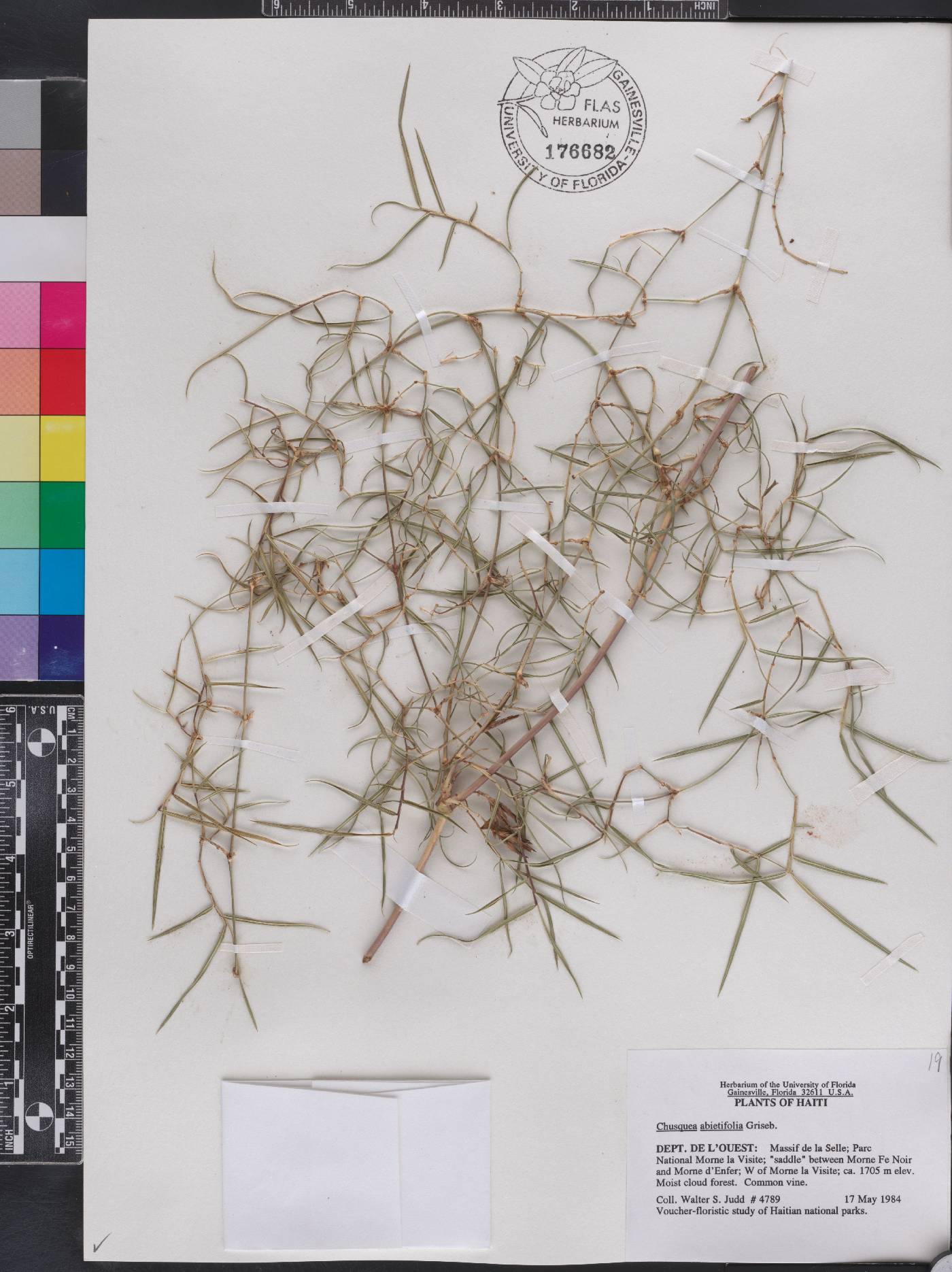 Chusquea abietifolia image