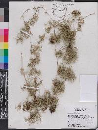 Chusquea abietifolia image