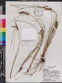 Cyperus picardae image