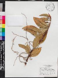 Anthurium scandens image