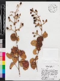 Rubus argentifrons image