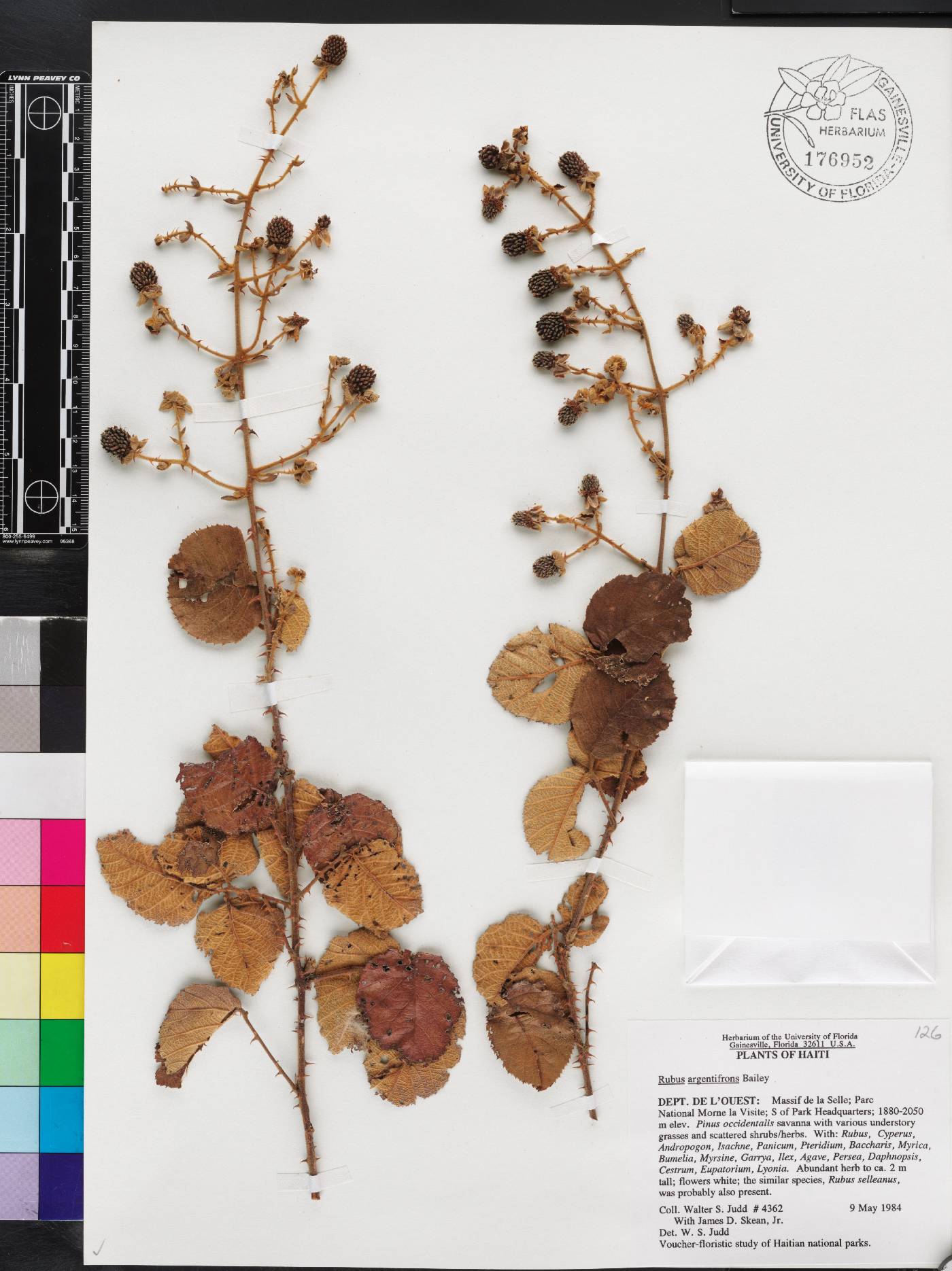 Rubus argentifrons image