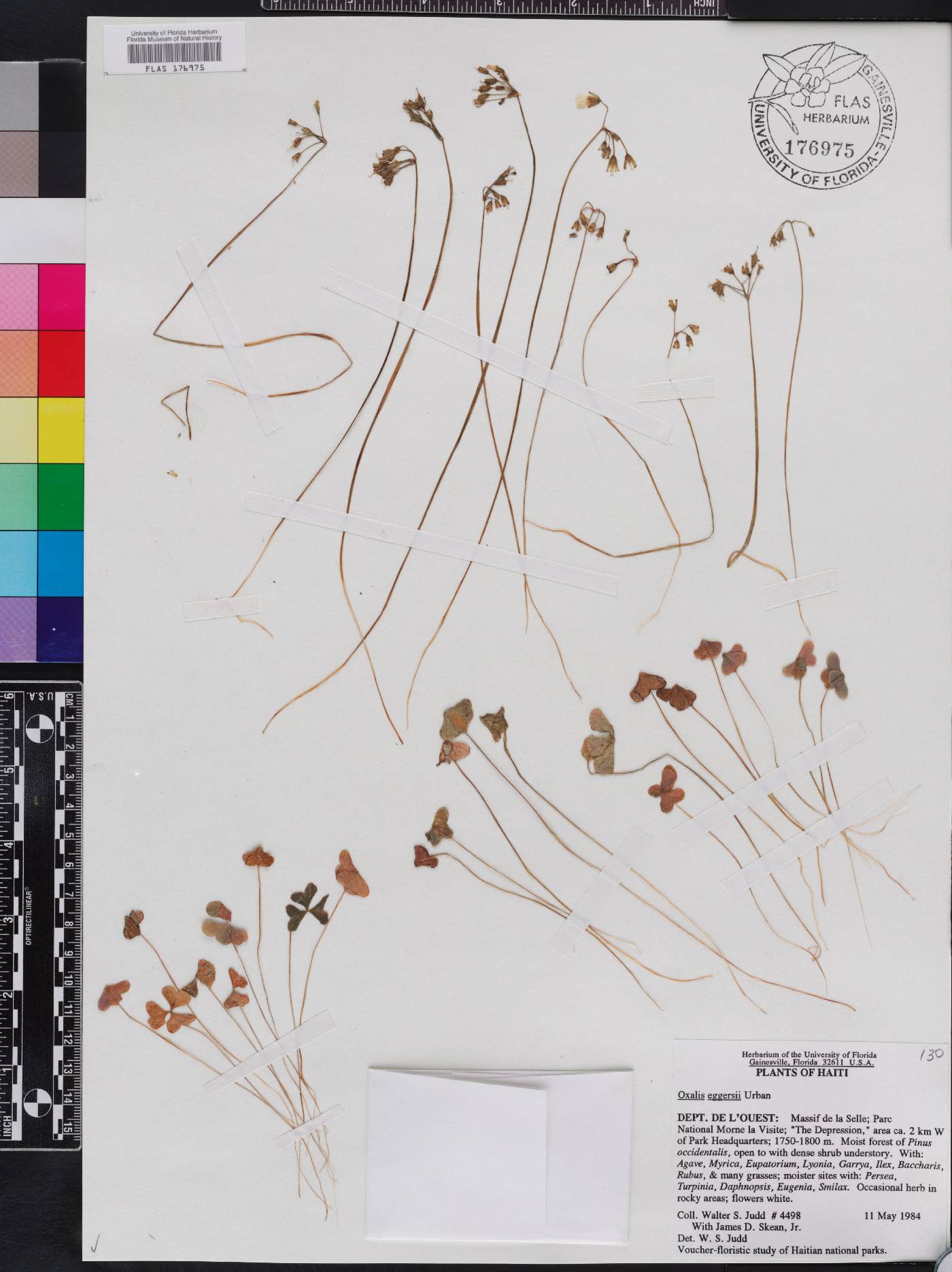 Oxalis eggersii image