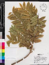 Zanthoxylum martinicense image