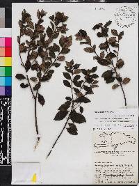 Miconia desportesii image