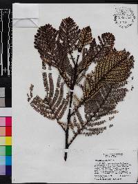 Phyllanthus myriophyllus image