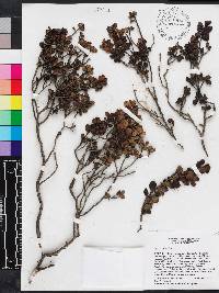 Ilex obcordata image