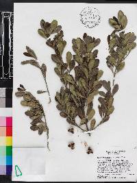 Torralbasia cuneifolia image