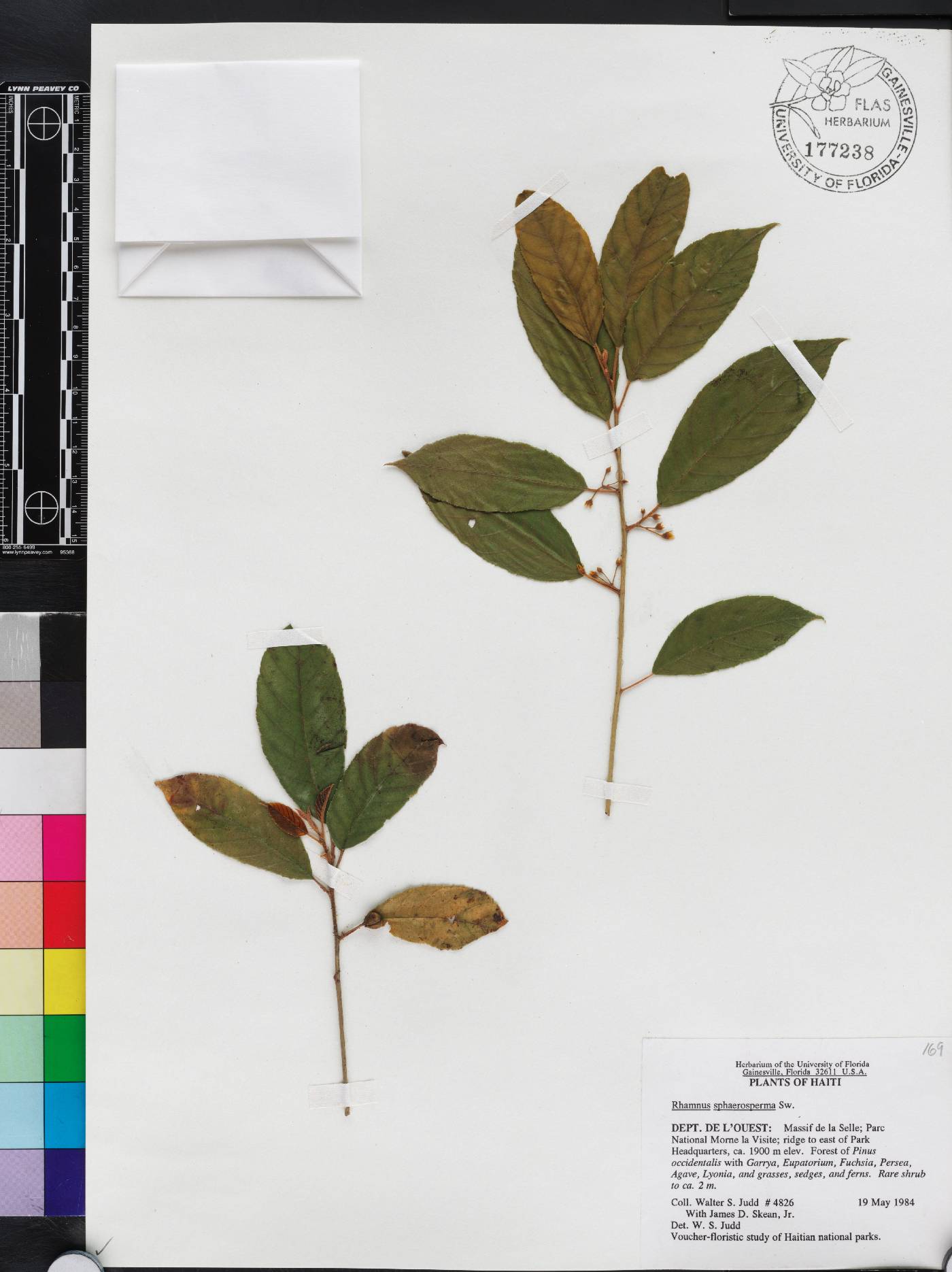Rhamnus sphaerosperma image
