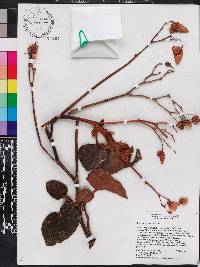 Begonia platyptera image