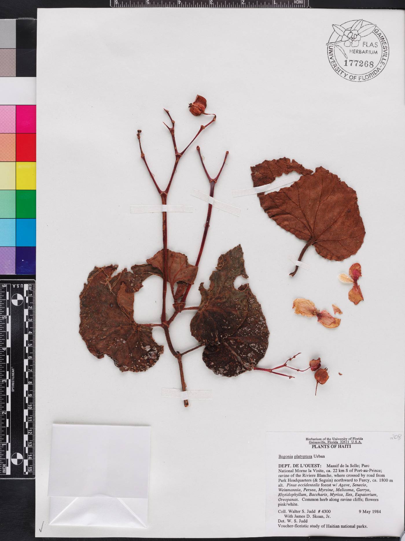 Begonia platyptera image