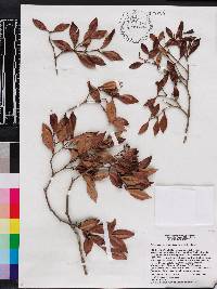 Image of Calyptranthes pitoniana