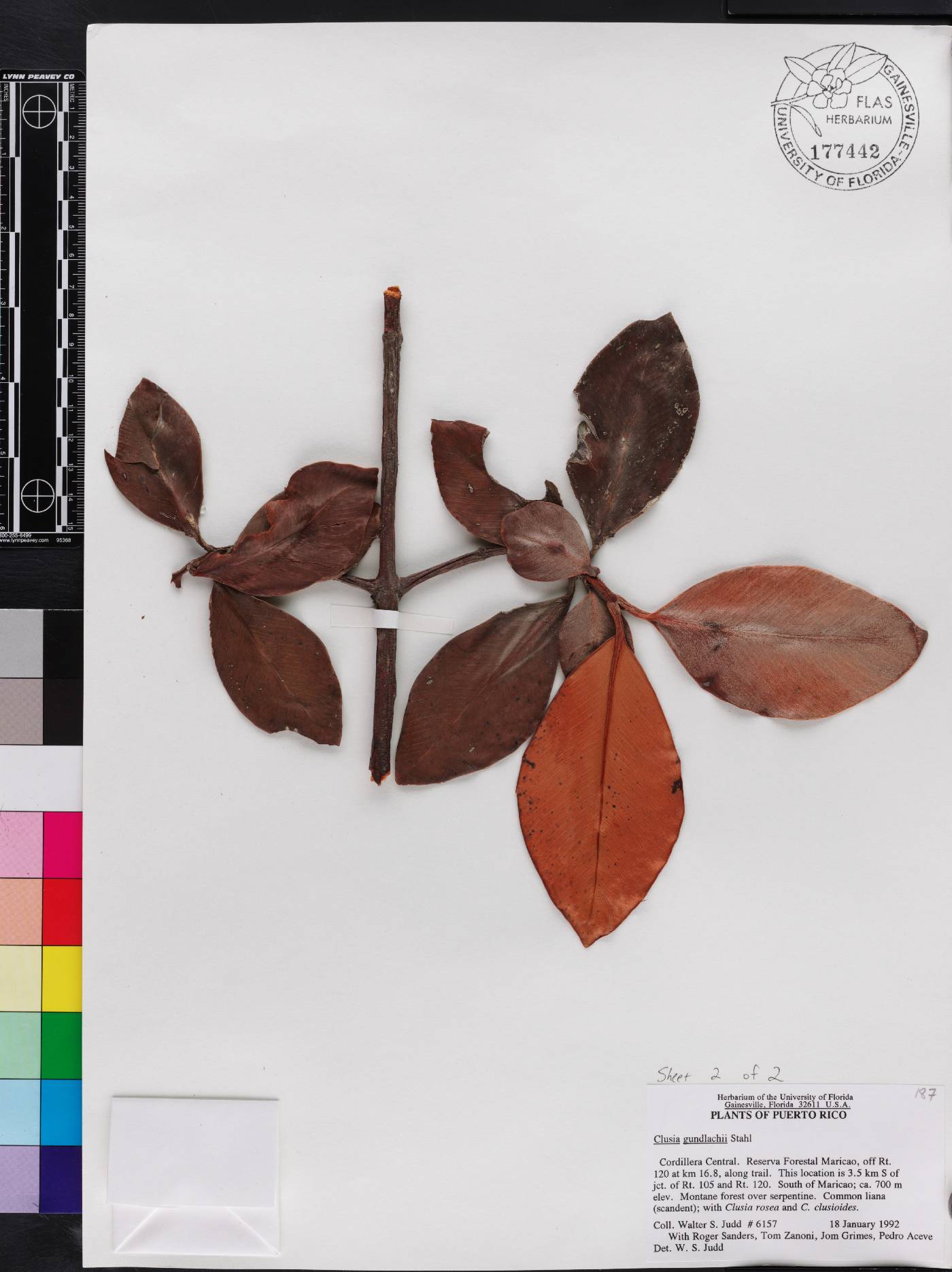Clusia gundlachii image