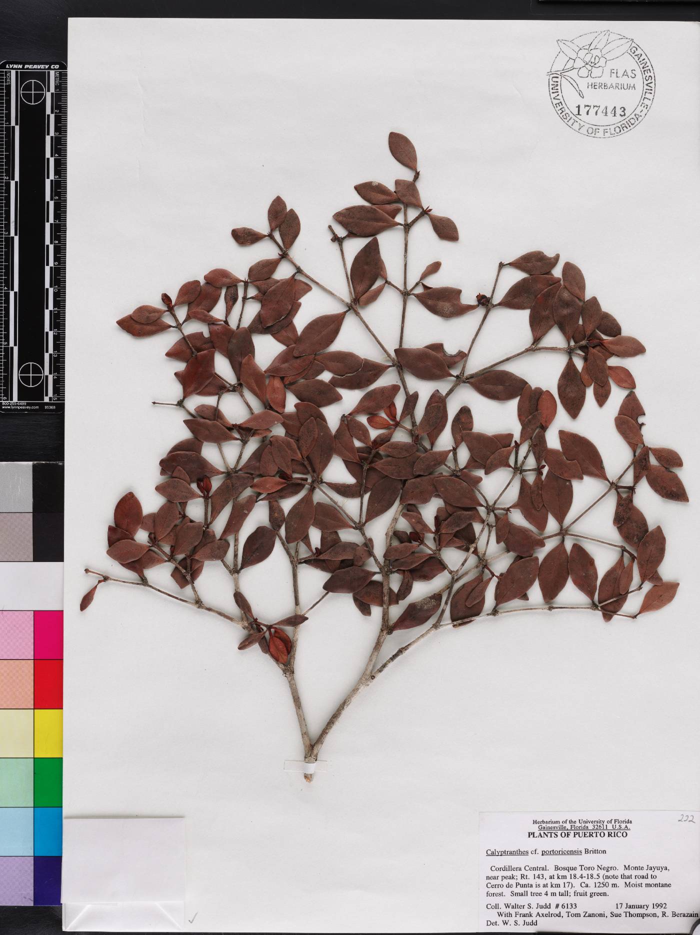 Calyptranthes portoricensis image