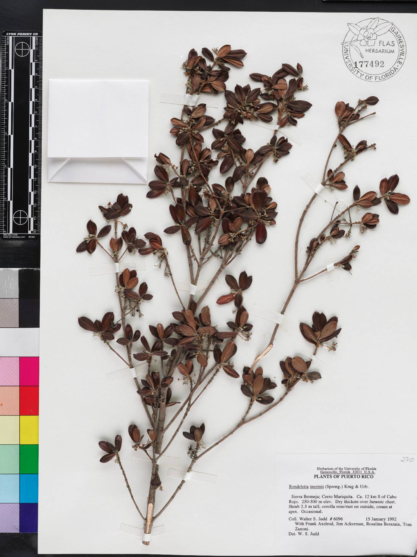Rondeletia inermis image