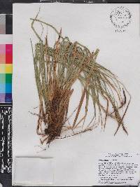 Carex hamata image