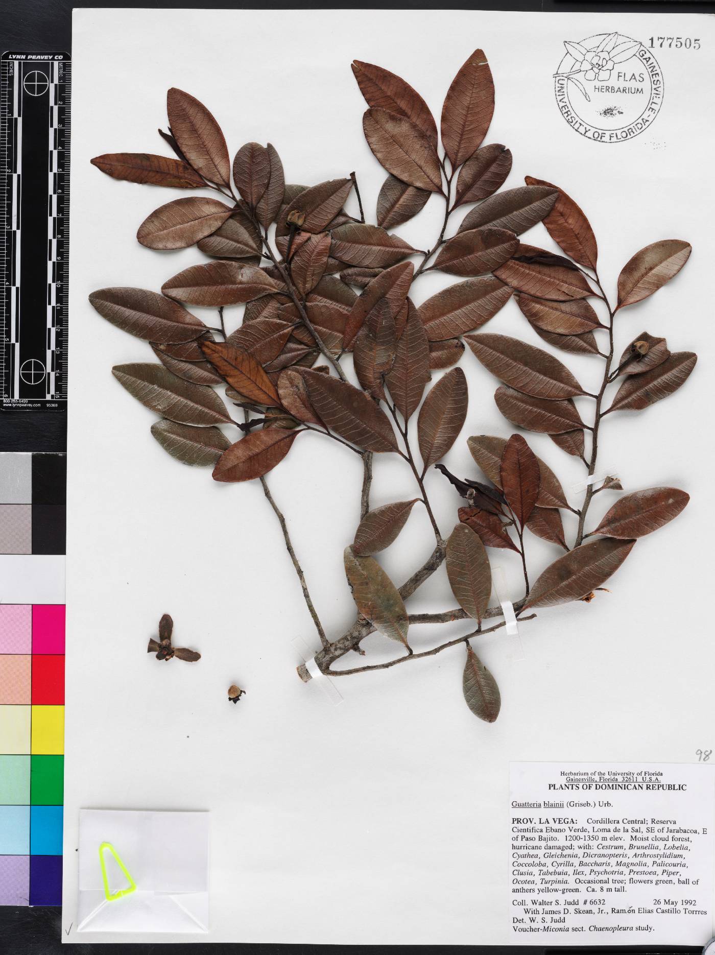 Guatteria blainii image