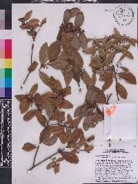 Lyonia truncata image