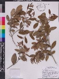 Lyonia truncata image
