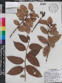 Vaccinium racemosum image