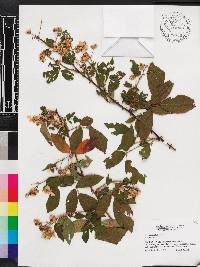 Rubus argutus image