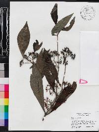 Psychotria nervosa image