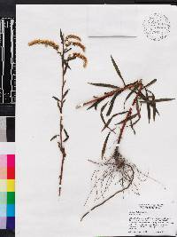 Solidago fistulosa image