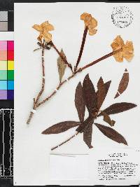 Brunfelsia picardae image