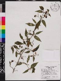 Solanum nigrescens image